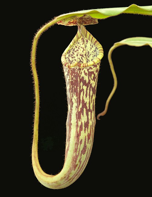 N. stenophylla