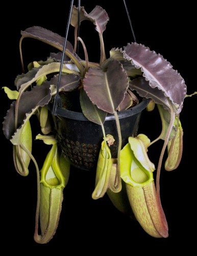 N. maxima – 'Sulawesi wavy-leaf’ – selected clone #1 BE-3907