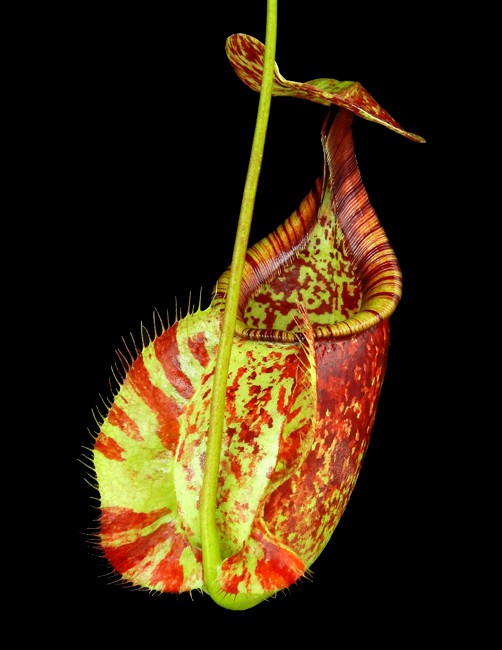 N. rafflesiana ‘Brunei’ - selected clone BE-4519