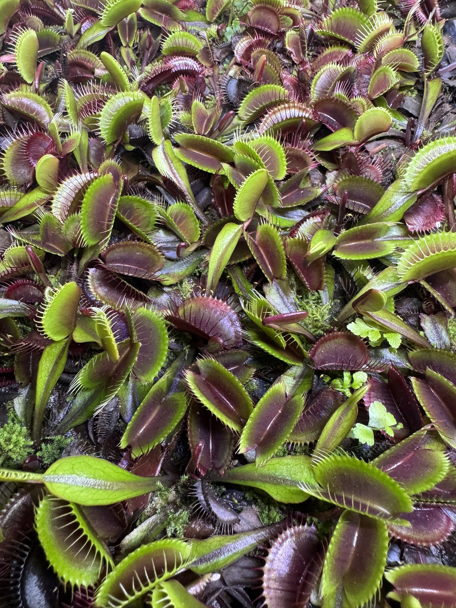 Venus Flytrap 'Akai Ryu' for sale