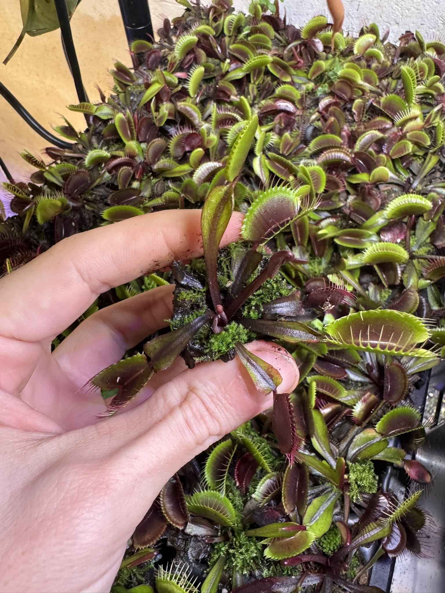 Venus Flytrap 'Akai Ryu' for sale