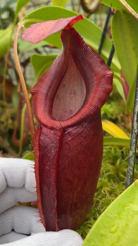 N. spathulata x dubia – assorted clones BE-3751 LARGE - Image 2