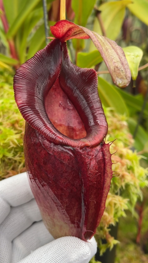 N. spathulata x dubia – assorted clones BE-3751