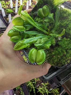 Dionaea muscipula ‘ANGEL WINGS’ for sale