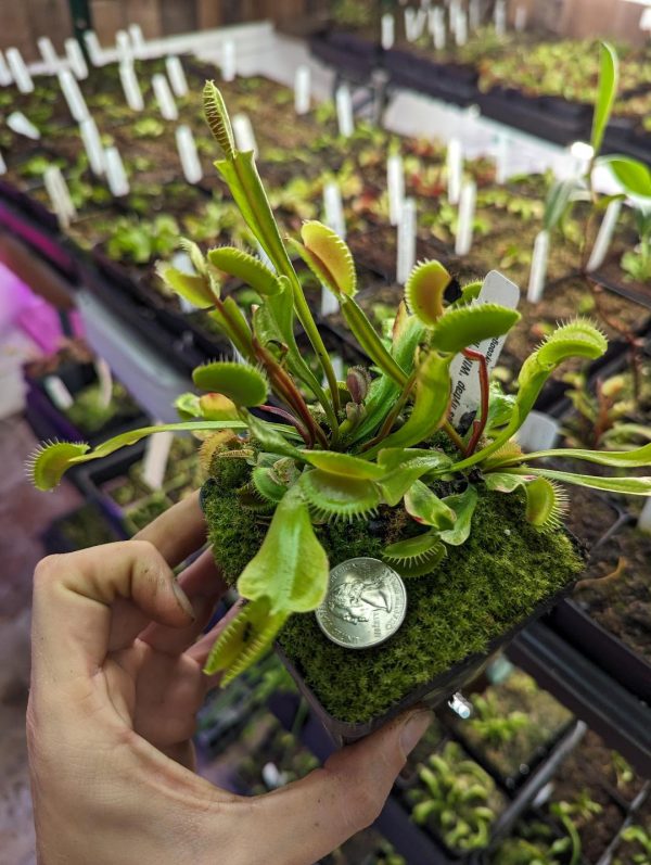 Dionaea muscipula “Wine Mouth” for sale