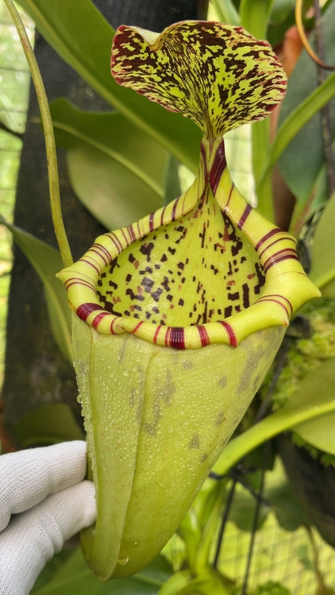 N. burbidgeae x campanulata – assorted clones: BE-3564