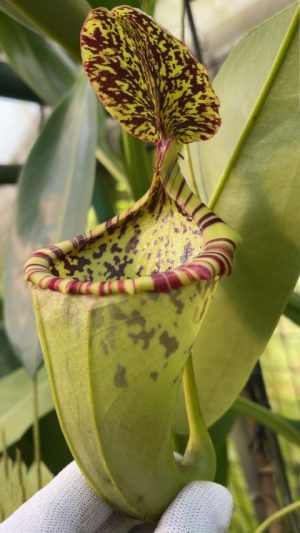 N. burbidgeae x campanulata – assorted clones: BE-3564