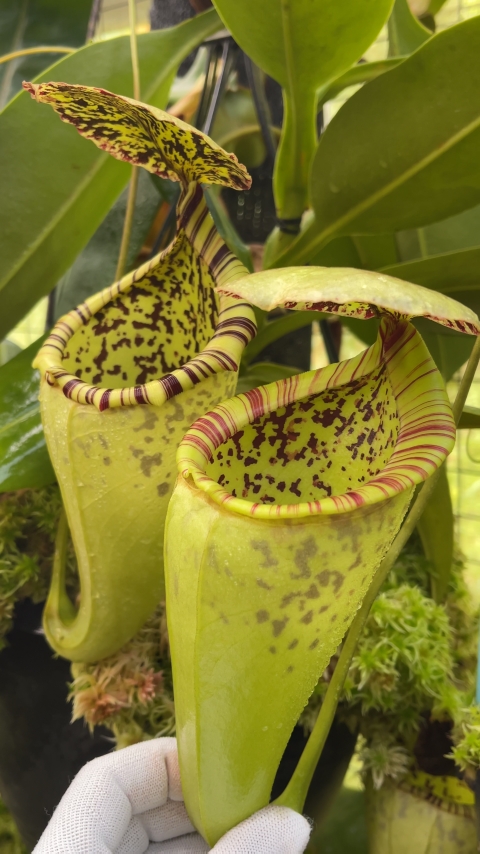 N. burbidgeae x campanulata – assorted clones: BE-3564