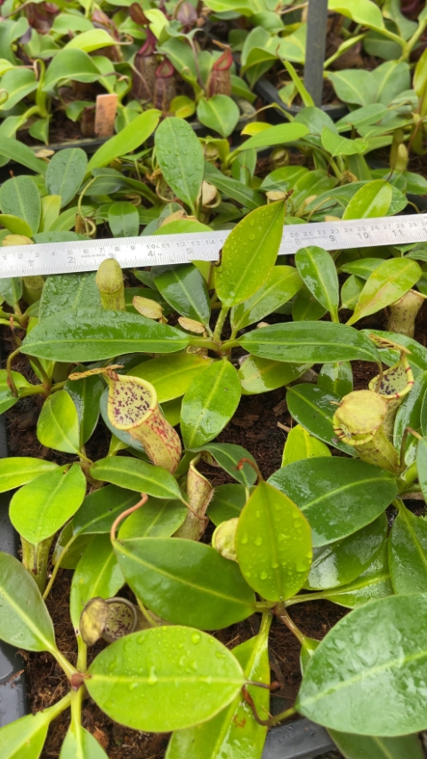 N. burbidgeae x campanulata – assorted clones: BE-3564