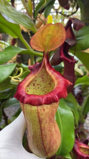 Nepenthes robcantleyi x (sibuyanensis x ventricosa) BE-3748 for sale