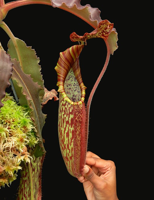 N. maxima ‘Sulawesi wavy leaf’- clone # 9: BE-3786