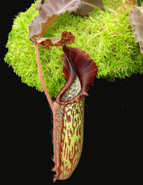 N. maxima ‘Sulawesi wavy leaf’- clone # 9: BE-3786