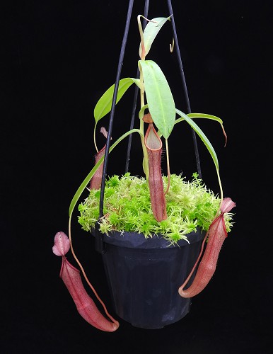 N. sanguinea – from cuttings: BE-4066