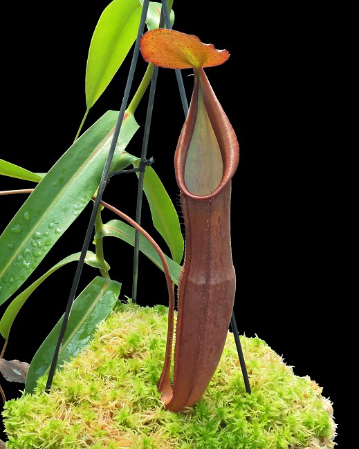 N. sanguinea – from cuttings: BE-4066
