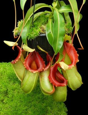 N. veitchii x ventricosa BE-4500