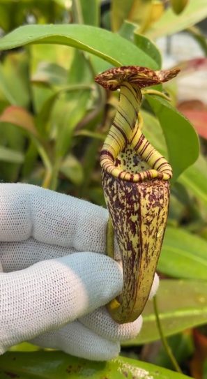 N. rafflesiana ‘Brunei’ - selected clone BE-4519