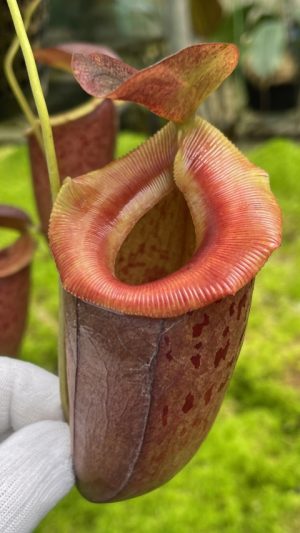 N. burkei x tenuis – assorted clones: BE-4535 for sale