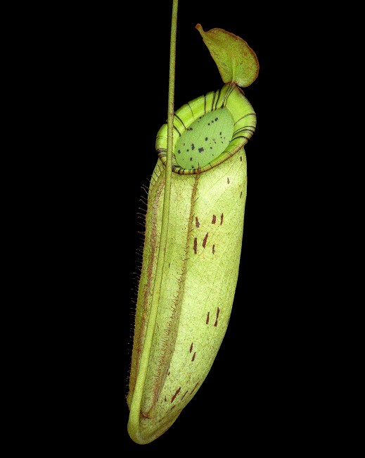 N. spectabilis x ampullaria – selected clone: BE-4587