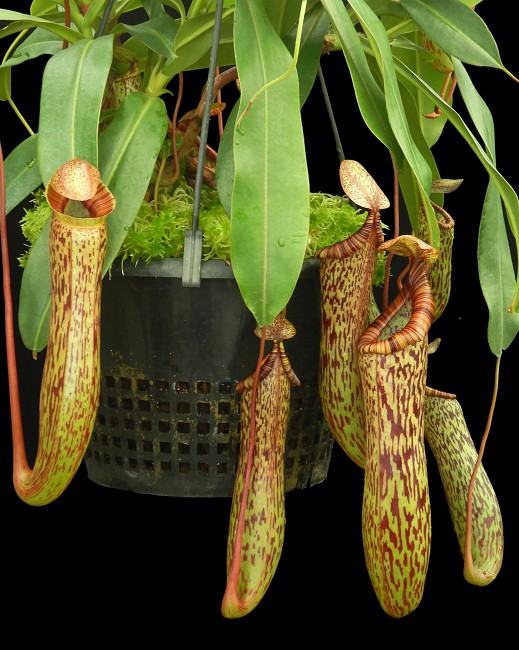 N. vogelii x ventricosa – selected clone: BE-4593