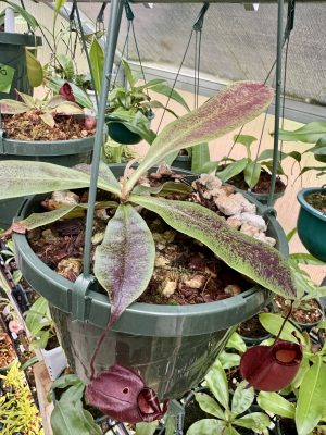 Nepenthes ampullaria 'Black Miracle' hybrid