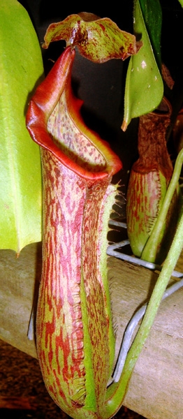 Nepenthes boschiana