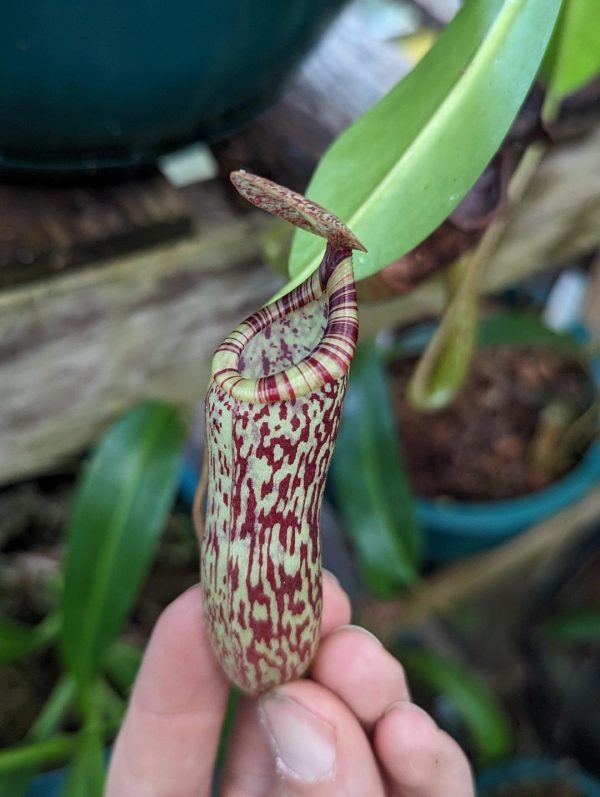 N. vogelii x ventricosa – selected clone: BE-4593