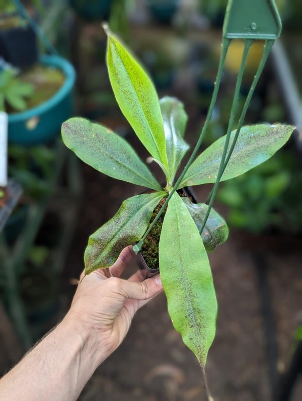 Nepenthes ampullaria 'Black Miracle' hybrid 
