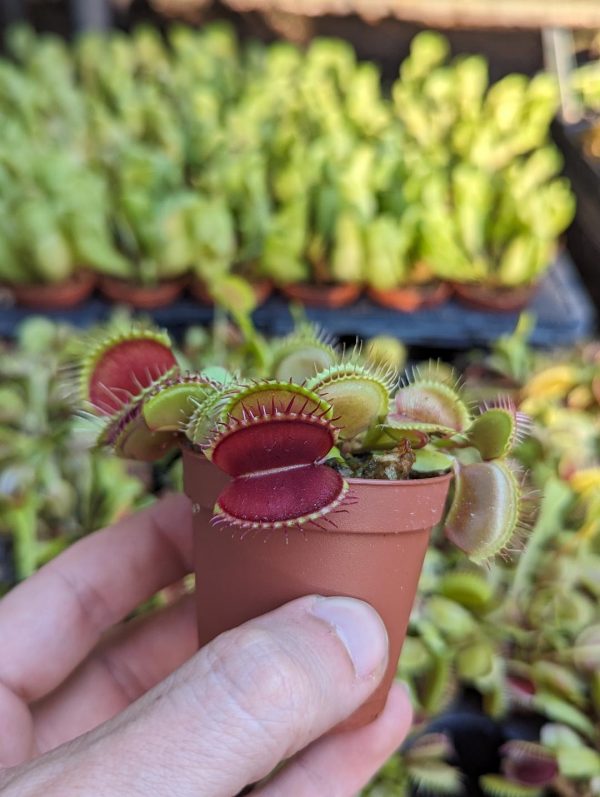 Seed grown Venus flytraps 'rojo mouth'