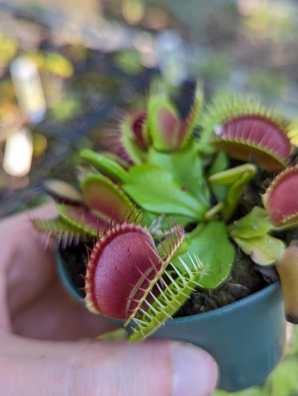 Seed grown Venus flytraps 'rojo mouth'