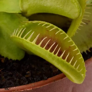 Dionaea muscipula ‘Alien’