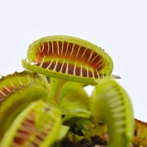 Dionaea muscipula “GJ Maratchi”