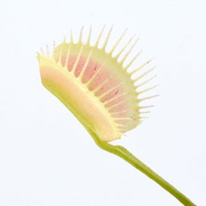 Dionaea muscipula “Ghost”