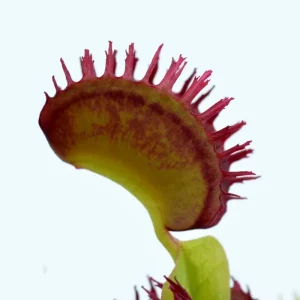 Dionaea muscipula “Plumechon”