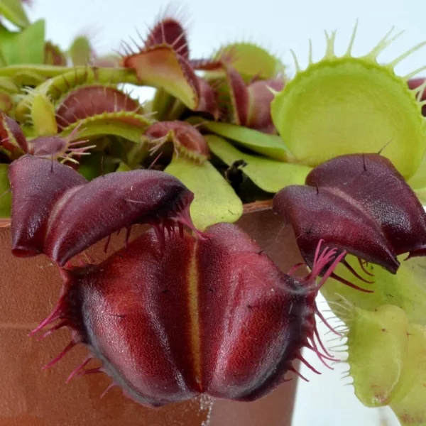 Dionaea muscipula “Red Moon Trap”