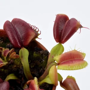 Dionaea muscipula ‘Umgekrempelt’