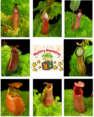 Mystery Nepenthes for sale