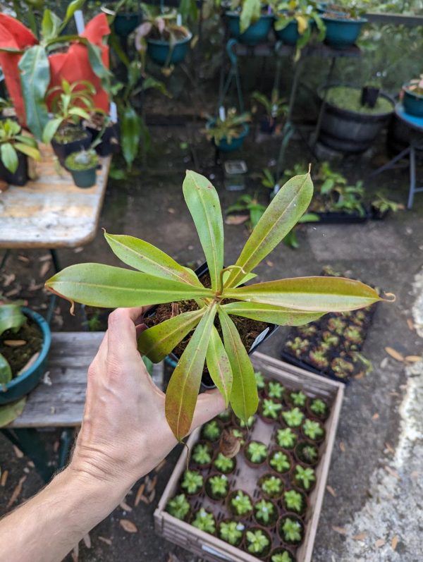 Mystery Nepenthes for sale