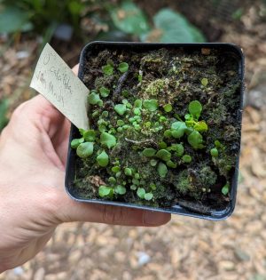 Utricularia calycifida ‘Mrs Marsh’ for sale