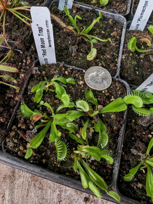 Dionaea muscipula “Red Moon Trap”
