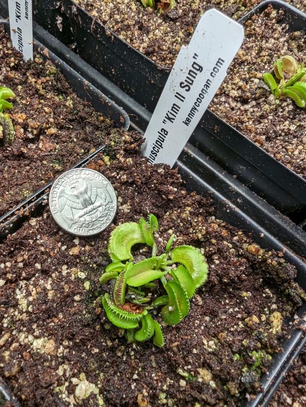 Dionaea muscipula “Kim Il Sung”