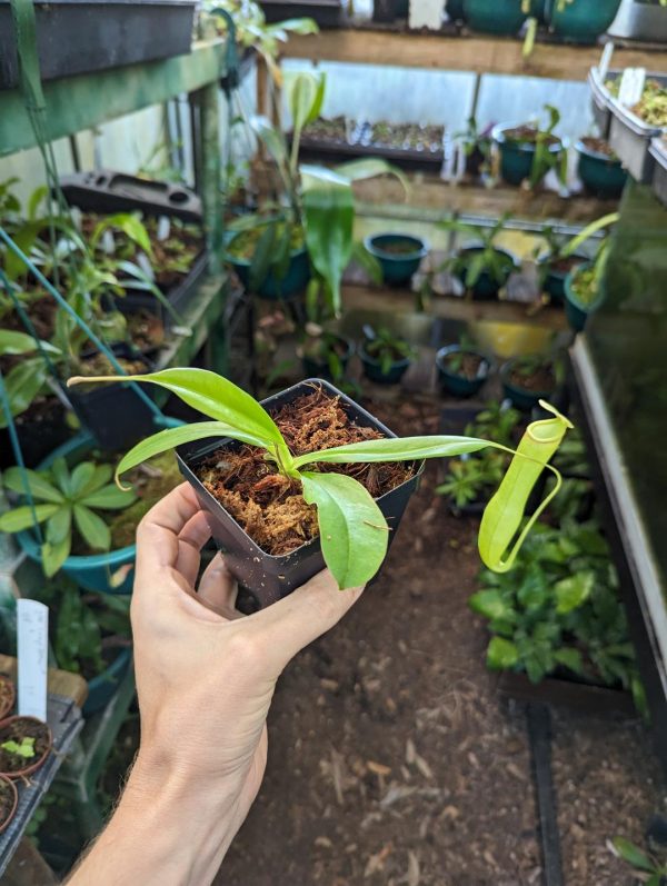 Nepenthes khasiana BE-3038 - Plant B
