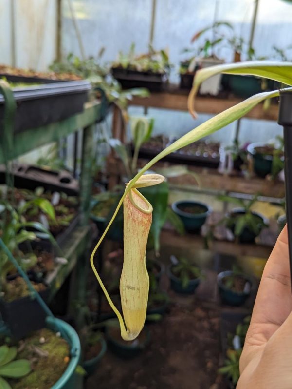 Nepenthes khasiana BE-3038 - Plant A
