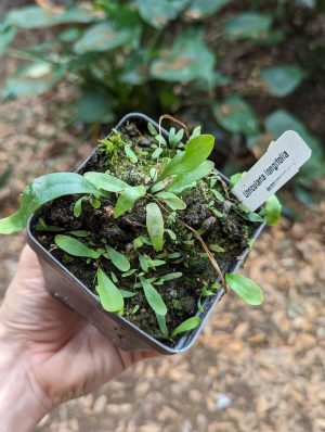 Utricularia longifolia for sale