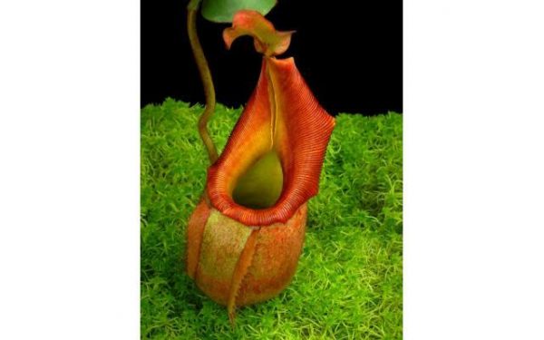 Nepenthes veitchii 'Phil Mann' BE-3482 for sale