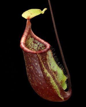 N. ventricosa x rafflesiana – assorted clones: BE-3733 for sale