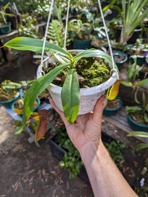 Nepenthes X mastersiana for sale