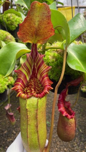 N. (veitchii x lowii) x robcantleyi - assorted clones: BE-3841 for sale