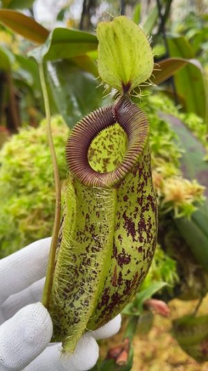 N. ampullaria x hamata – selected speckled clone: BE-4631