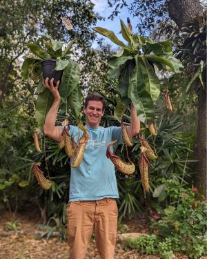 Nepenthes Miranda - 8" hanging basket
