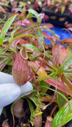 Nepenthes belli BE 3026